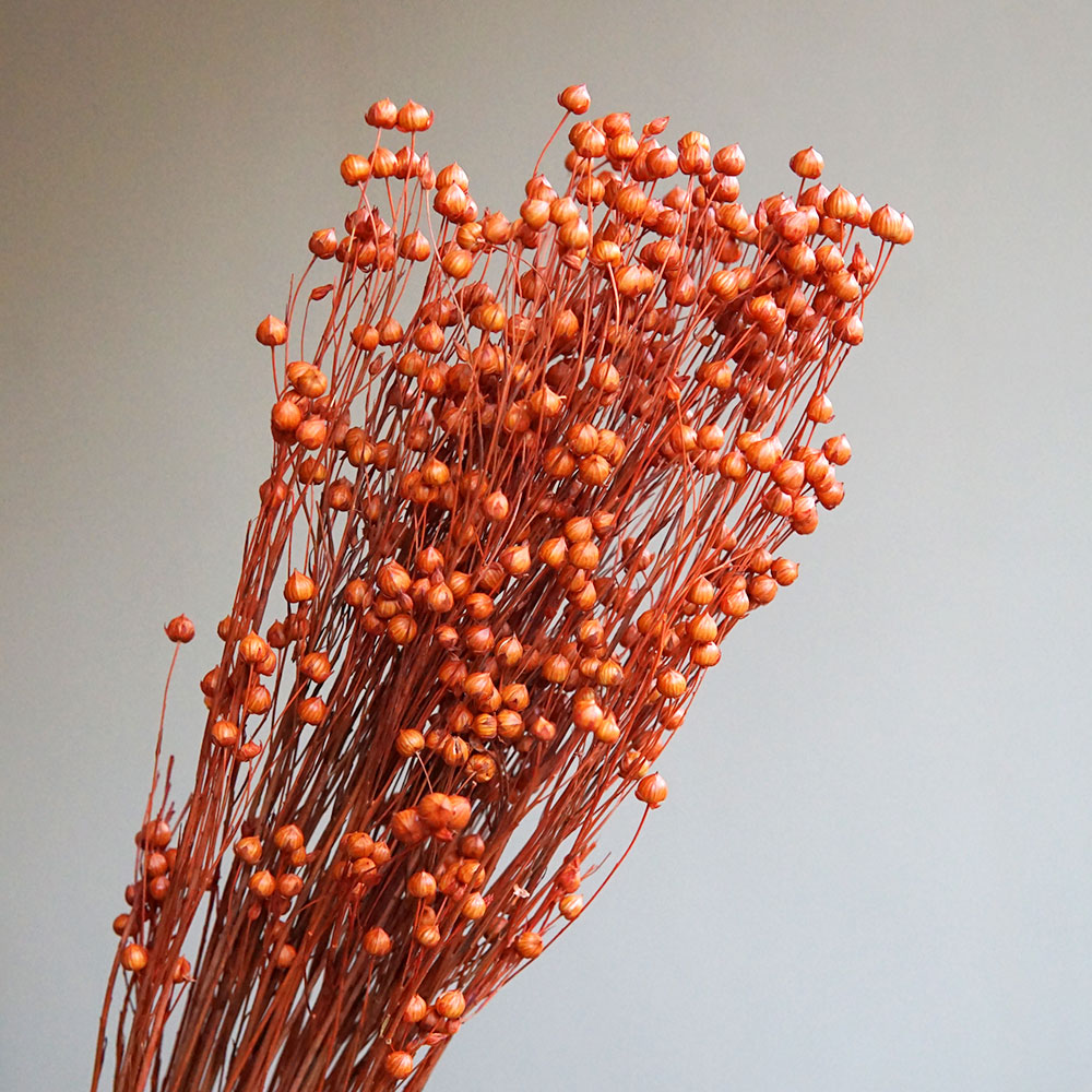 35g/Preserved Ormosia Hosiei N - Dried Flower Bouquet review and price