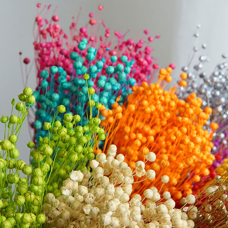 35g/Preserved Ormosia Hosiei N - Dried Flower Bouquet review and price