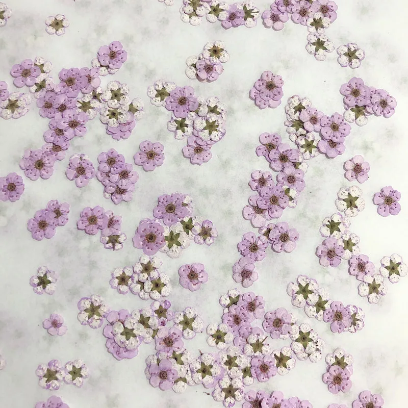 Pressed mini Narcissus Dried F - Dried Flower Bouquet review and price