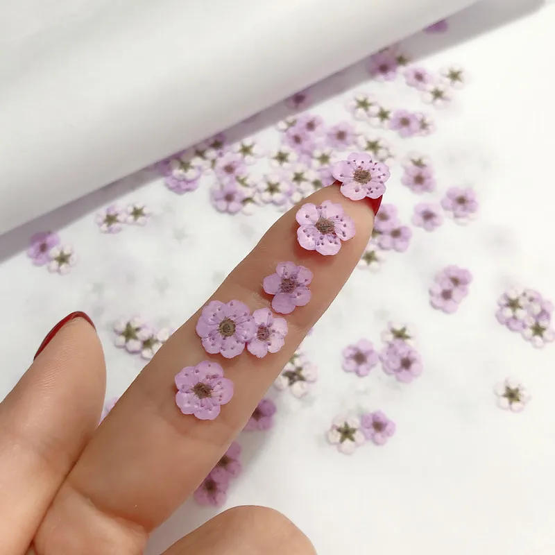 Pressed mini Narcissus Dried F - Dried Flower Bouquet review and price