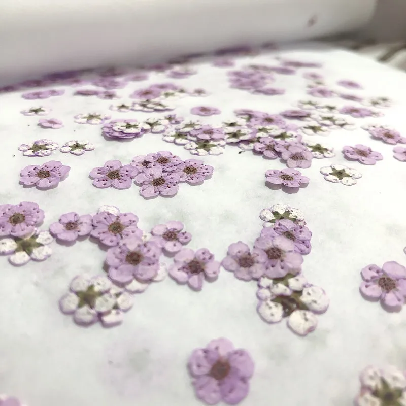 Pressed mini Narcissus Dried F - Dried Flower Bouquet review and price