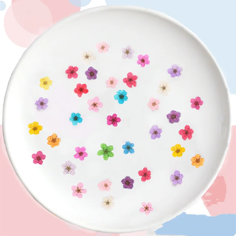 Pressed mini Narcissus Dried F - Dried Flower Bouquet review and price