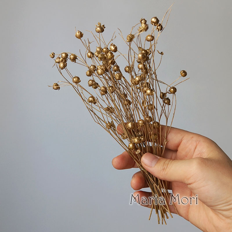 5g Preserved Flax Bean Natural - Dried Flower Bouquet review and price