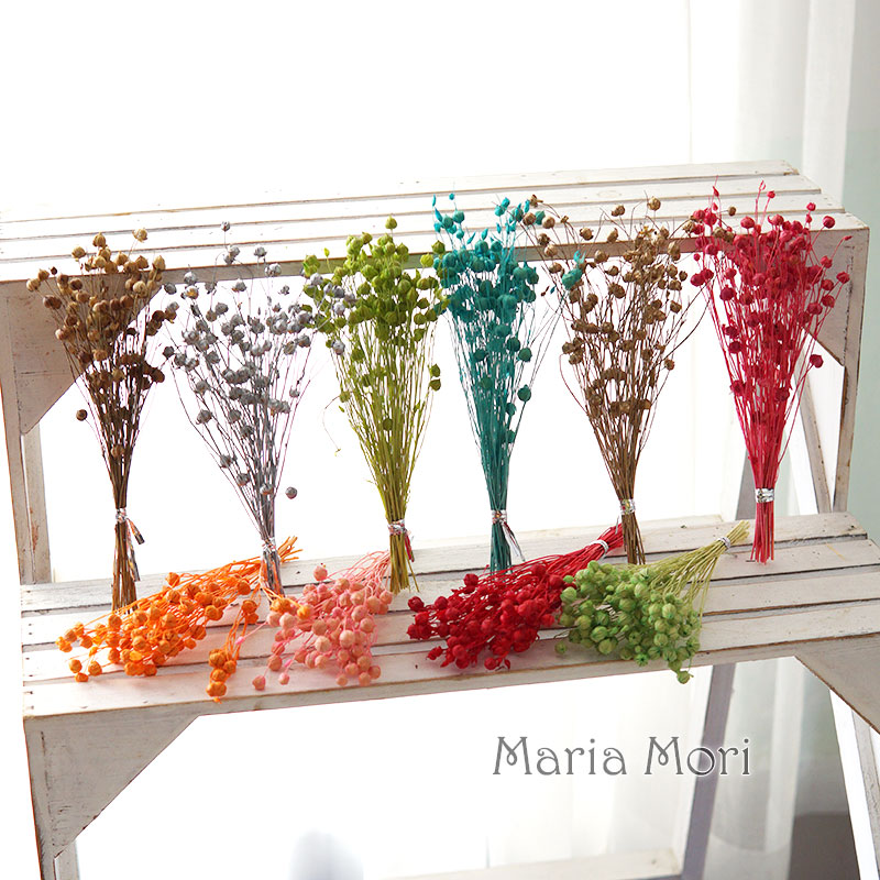 5g Preserved Flax Bean Natural - Dried Flower Bouquet review and price