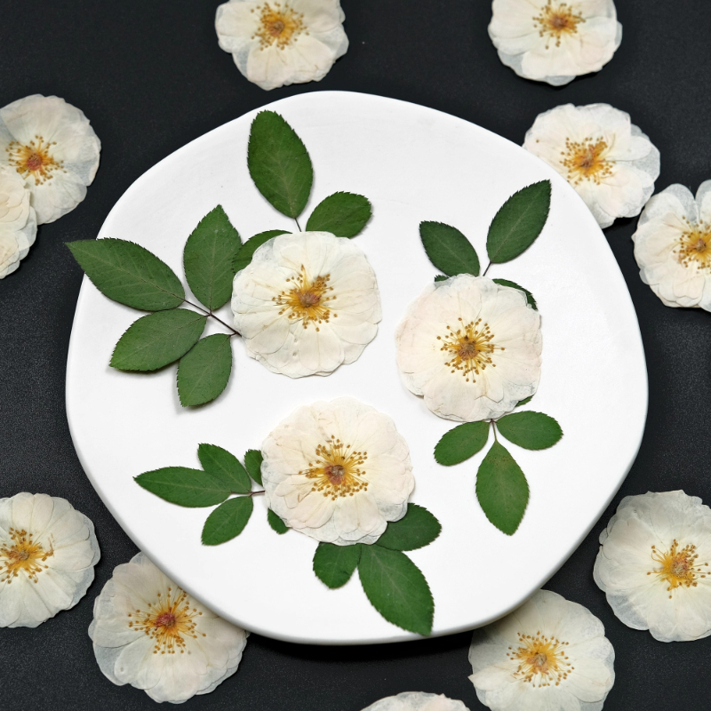 6pcs,9pcs,Nature White Rose Pr - Dried Flower Bouquet review and price