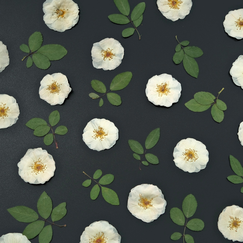 6pcs,9pcs,Nature White Rose Pr - Dried Flower Bouquet review and price