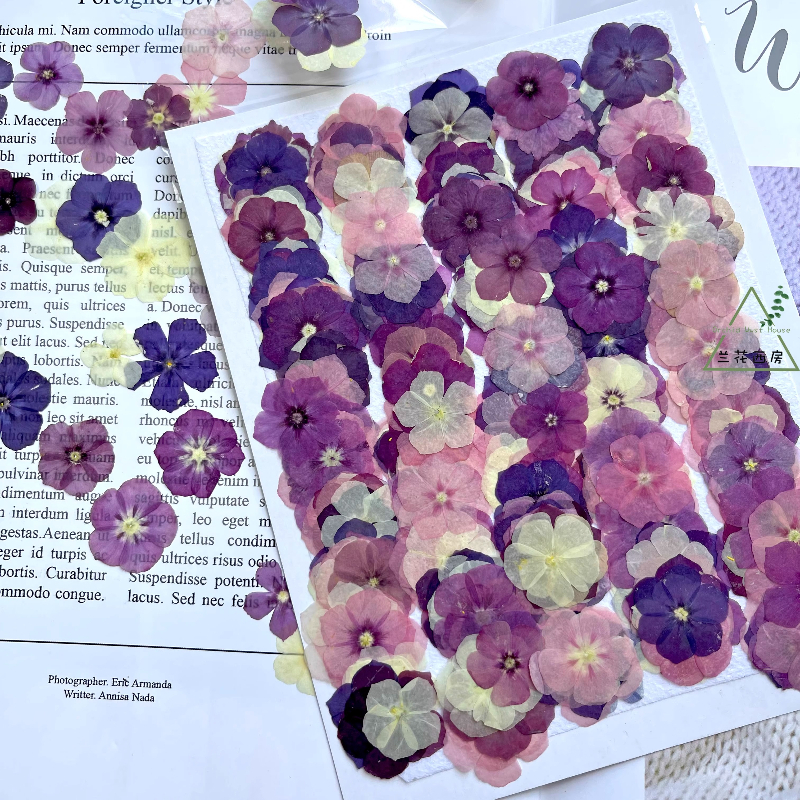 12pcs,Semi-Transparent Niche P - Dried Flower Bouquet review and price