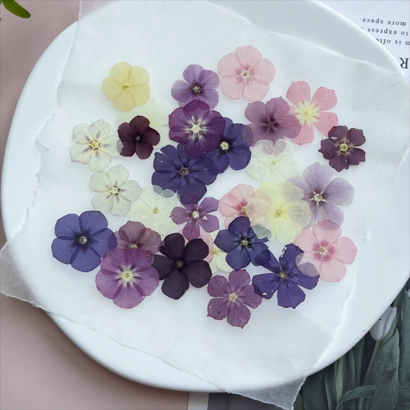 12pcs,Semi-Transparent Niche P - Dried Flower Bouquet review and price
