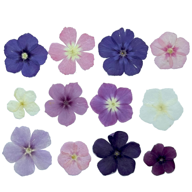12pcs,Semi-Transparent Niche P - Dried Flower Bouquet review and price