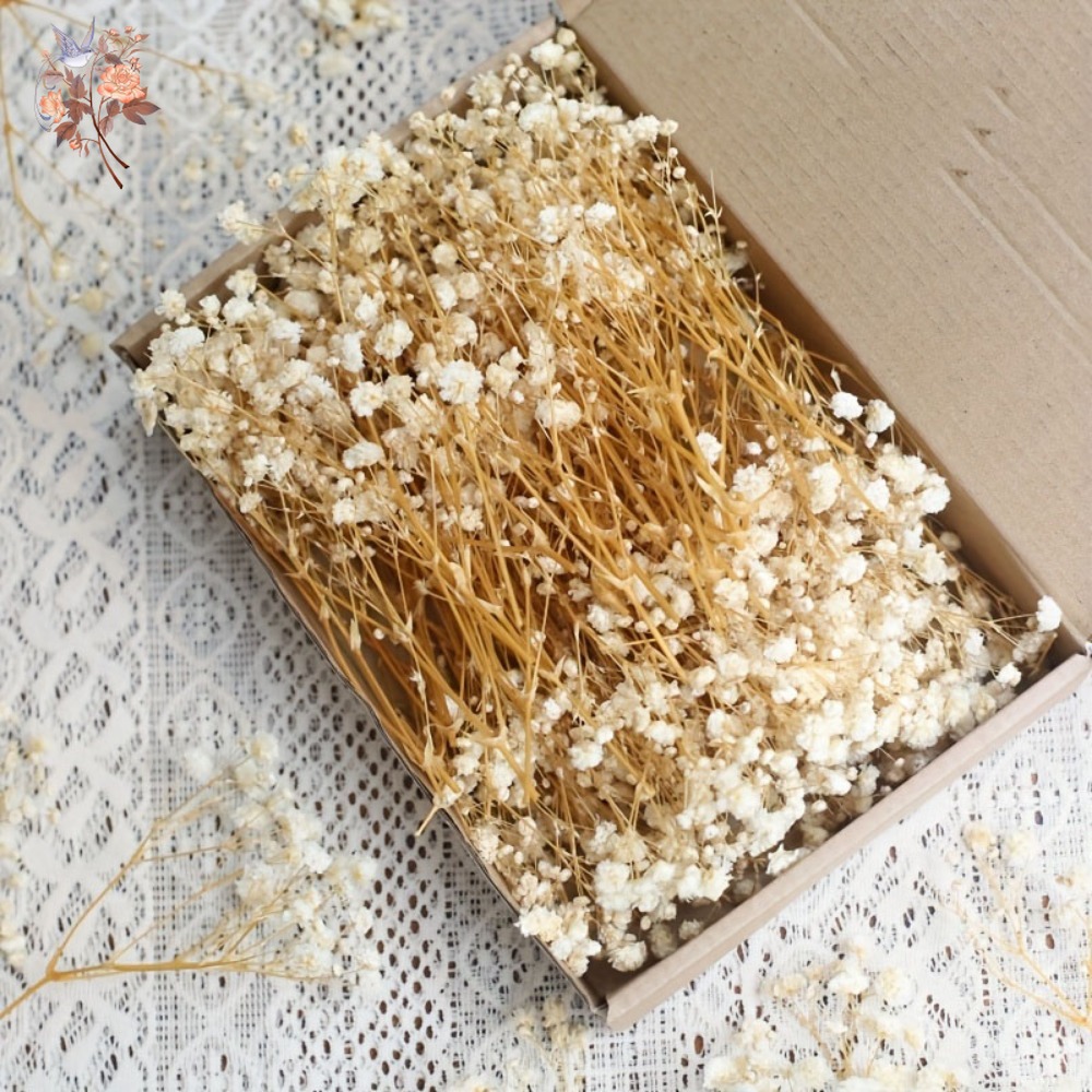 100pcs Mini Dried Baby's Breat - Dried Flower Bouquet review and price